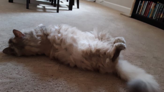 Viola the cat lying on the floor with her feet in the air