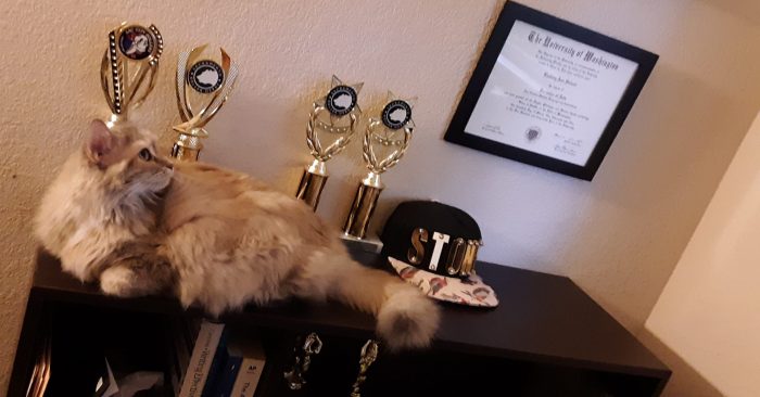 Viola lounging on a shelf that holds several trophies