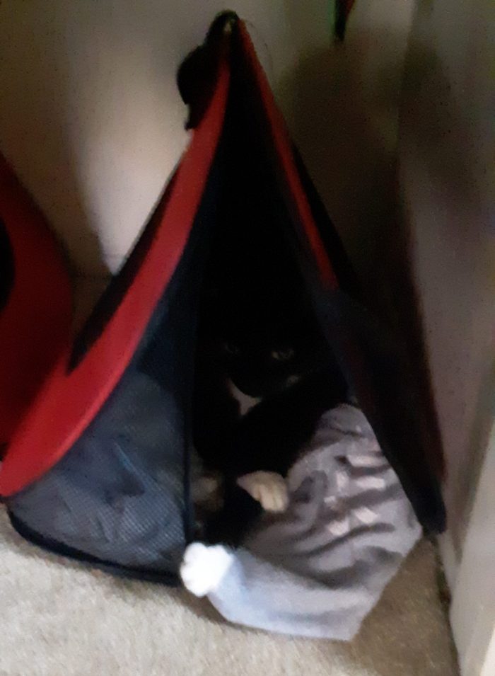 Huey the cat, lounging in her carrier tucked into the closet. Huey is shadowed so you mostly only see her white paws and her eyes