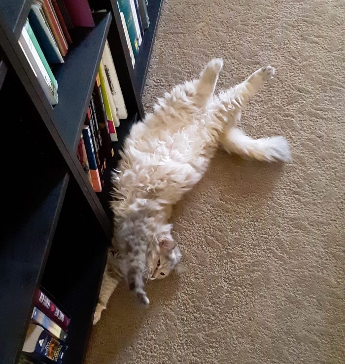 Viola the cat stretching out next to the bookcase and exposing her fluffy belly
