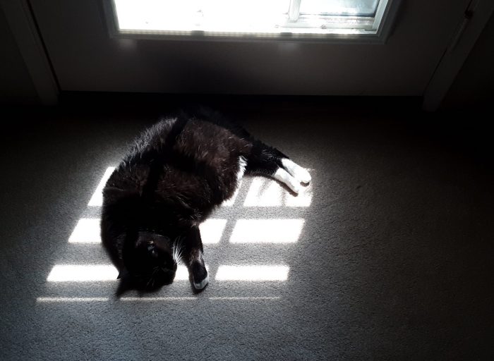 Huey the cat lying in a small patch of sunlight