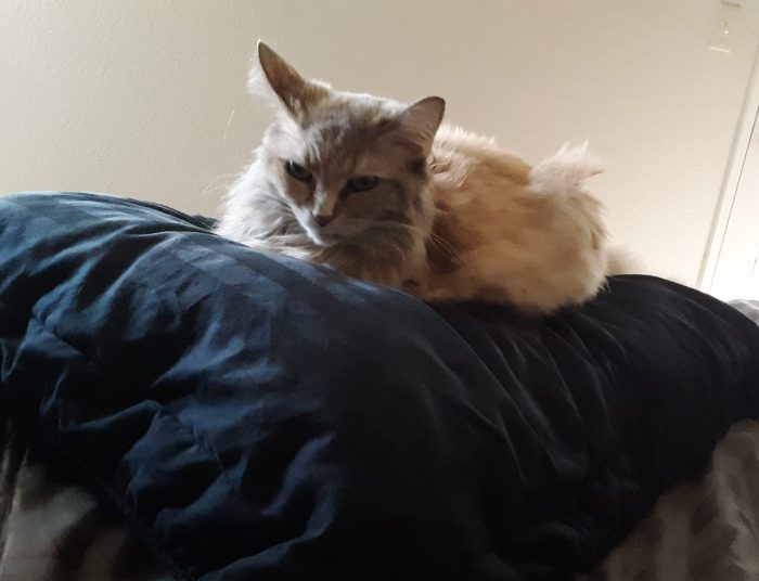 Viola the cat sitting on a pillow