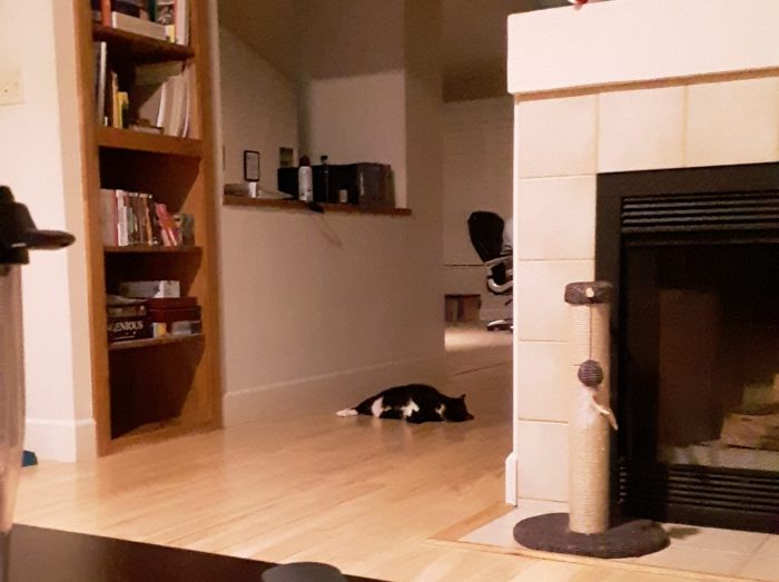 Huey the cat laying on her side on the hard-wood floor. Her white belly is exposed