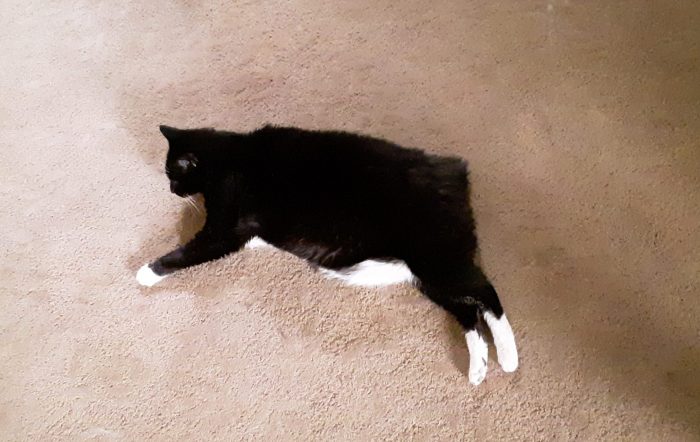 Huey the cat lying on the floor with her back feet sticking out behind her