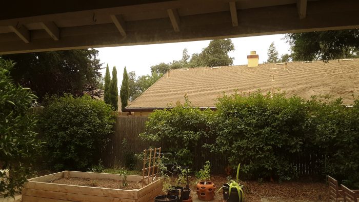 view of my backyard with gross, yellow air