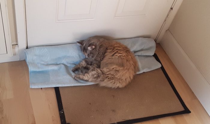 Viola the cat curled up to nap on a towel that is rolled up at the bottom of the front door