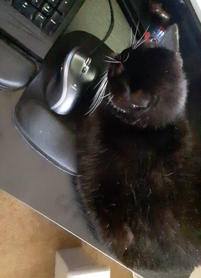 Huey the cat on my desk, curled up on top of the mousepad