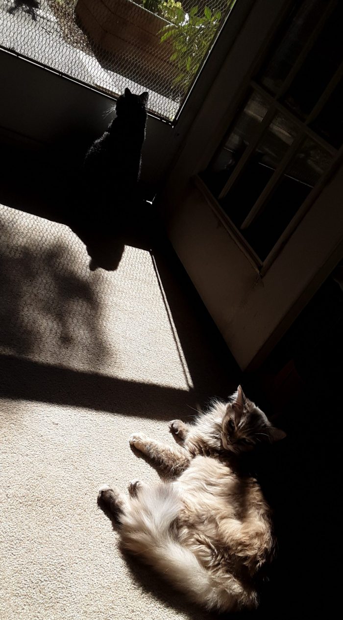 Viola the cat lounging in the sun in front of an open door, Huey the cat sitting alert in front of the screen and looking outside