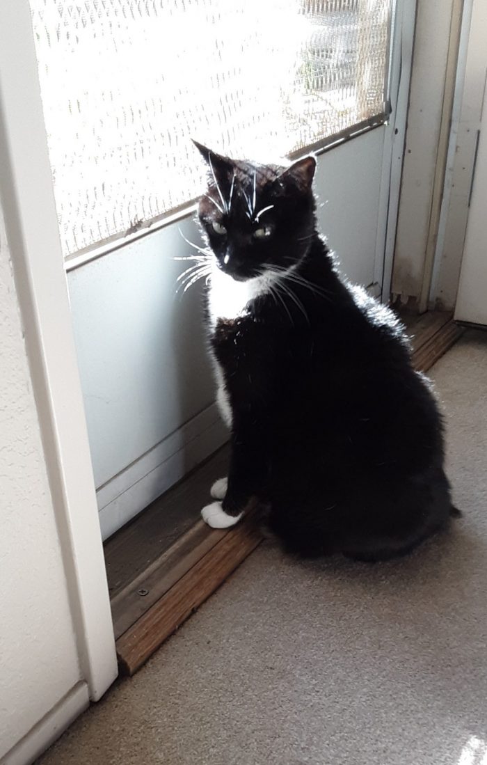 Huey the cat sitting in front of a screen door and glaring at the camera, the sun in her face