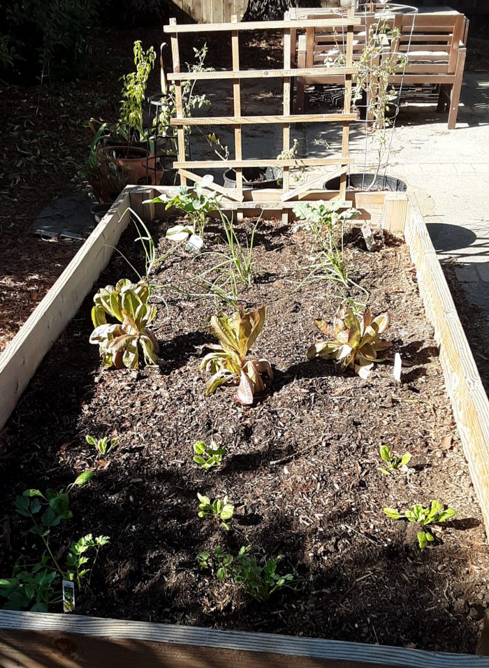 garden bed with herbs, spinach, lettuce, onions, and broccoli