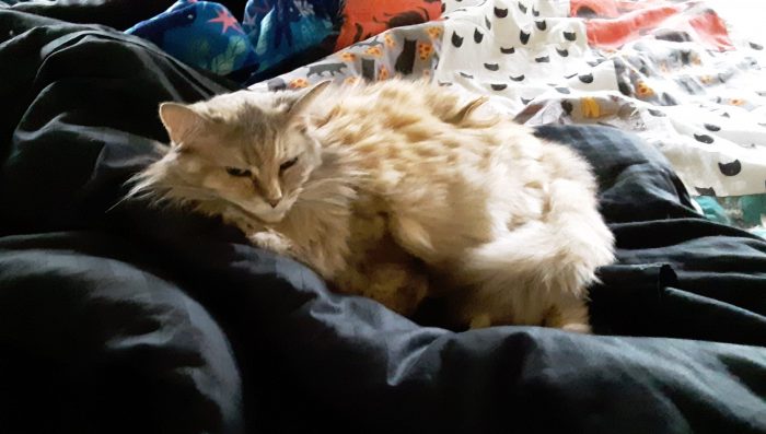 Viola the cat lounging in a tumble of blankets on the bed