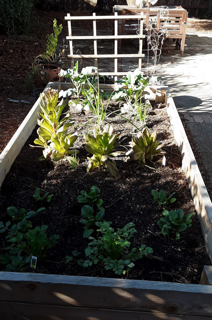 a garden bed containing two herbs, spinach, lettuce, onions and broccoli. all about 1/3 grown