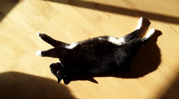 Huey the cat stretched out on a hardwood floor in a patch of sun