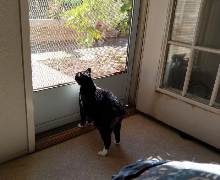 Huey the cat standing in front of the screen door, looking into the back yard