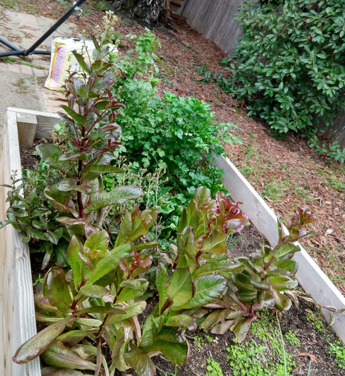 lettuce that has shot up and two large herb plants