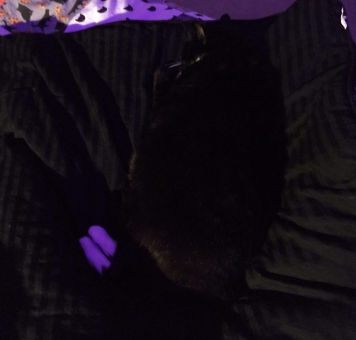 Huey the cat napping on the bed. It's dark and she is blending in with the black comforter, but her white feet are visible