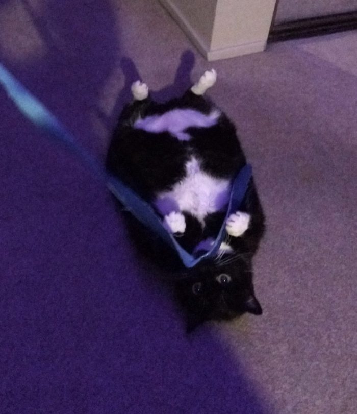 huey the cat lying on her back, she has a ribbon toy clamped in her jaw but otherwise looks somewhat relaxed