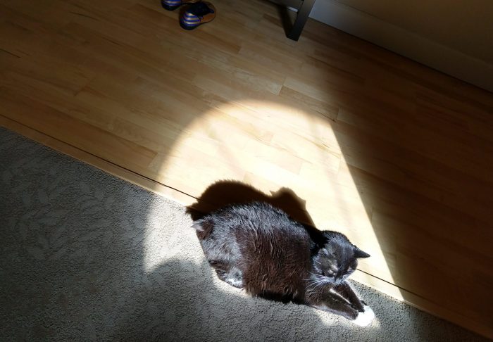 Huey the cat lying in a semi-circle of sun. She's wedged into the last bit of sun on the carpet. Most of the sun is falling on hardwood floor.