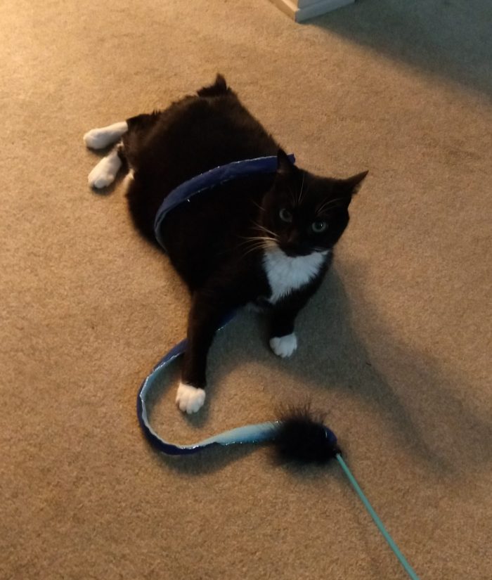 Huey the cat, lying on the floor, a ribbon toy wrapped around her torso. She is directing an intense gaze at the camera and not actually playing