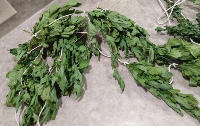 bunches of dried parsley tied on a string