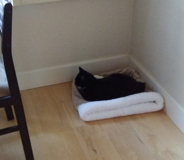Huey lounging on a cat bed in a corner of the house