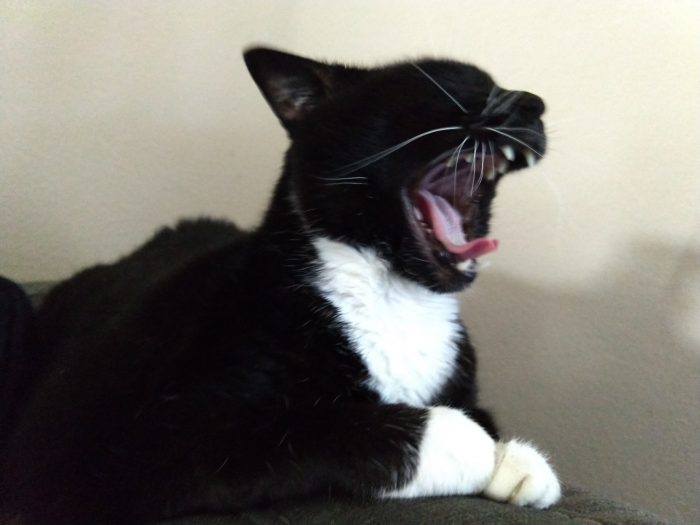 Huey the cat, mid-yawn
