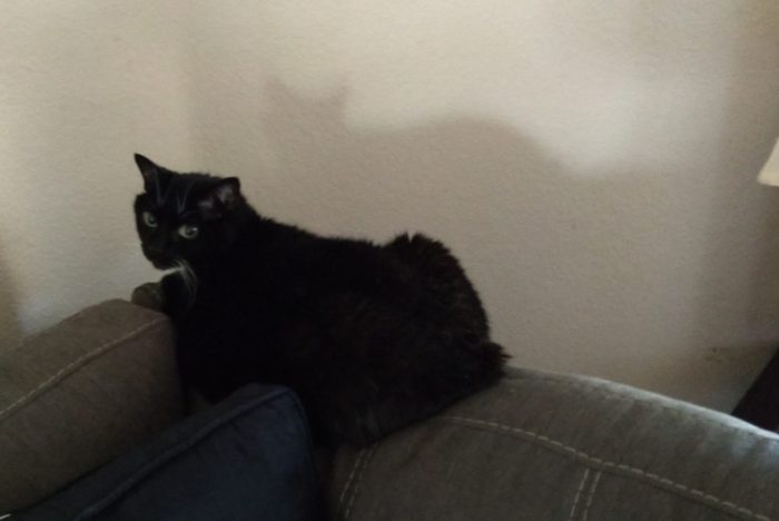 Huey the cat perched on the back of the couch, looking over her shoulder at the camera as if to say "Don't start with me"