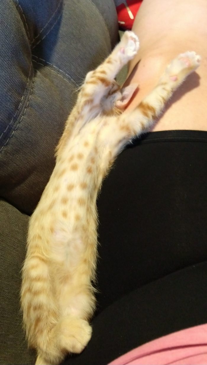 Fritz the cat lying on his back between my leg and the side of the couch. His arms are stretched all the way out, exposing the spotted pattern on his stomach