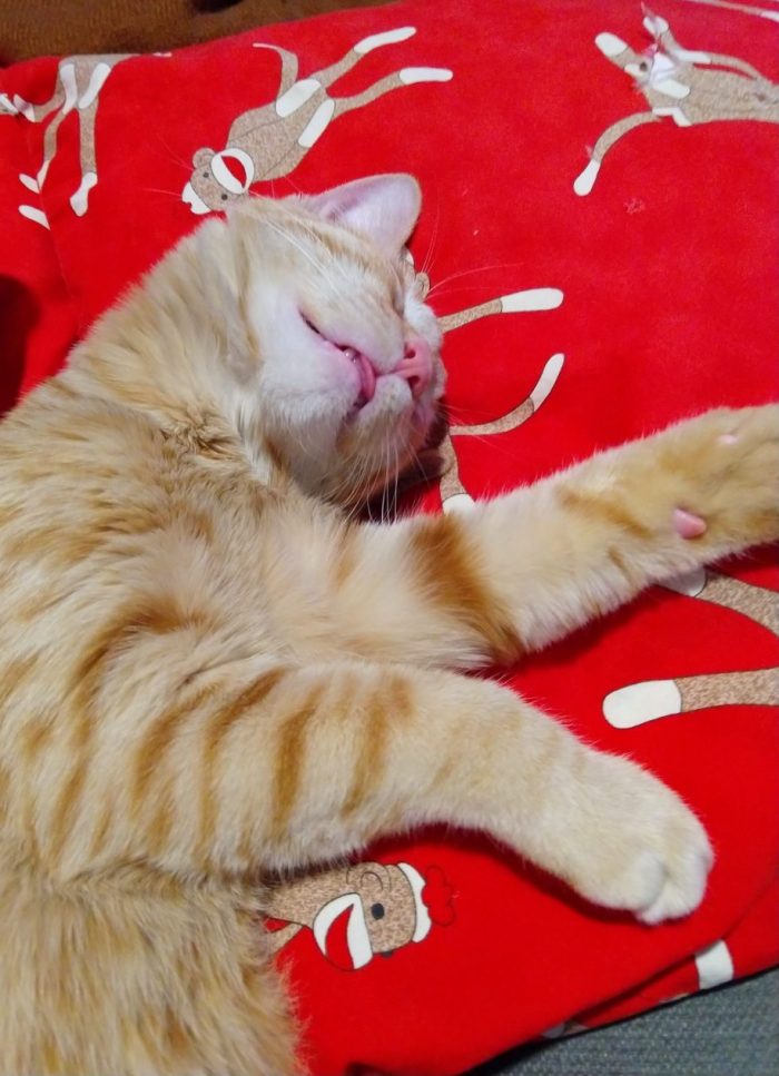 Fritz the cat, asleep, his mouth slightly open and his tongue just sticking out