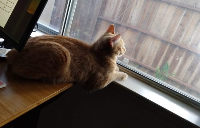Fritzthe cat lying mostly on my desk but with his front paws on the window sill, looking out into the yard (presumably watching squirrels)