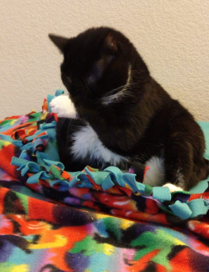 Huey the cat sitting back on her hind legs, bathing herself, on top of a colorful blanket