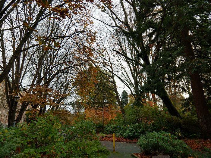 a path leading through a canopy of large trees, some leafy, some evergreen, plus the ground is covered with shrubs and ferns. There is an old, fancy building behind the trees on one side