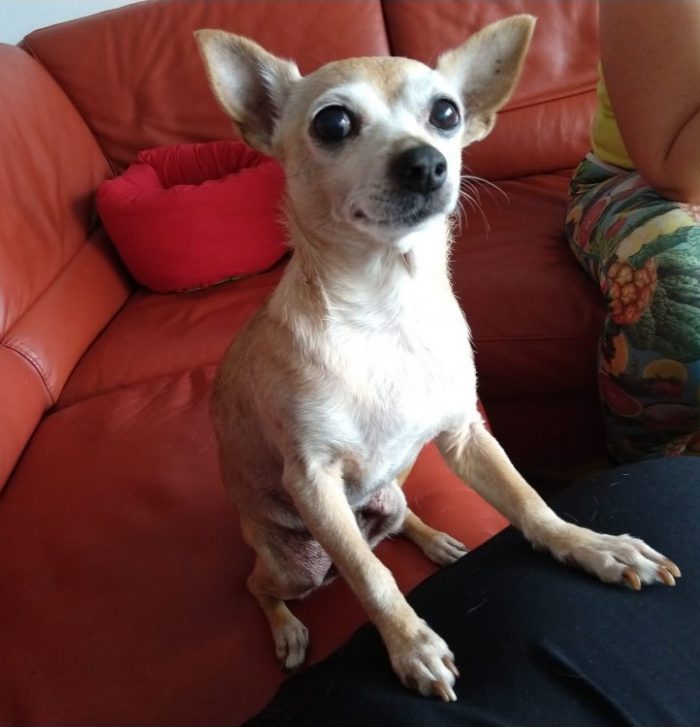 a small, part-chihuahua dog on a sofa, her front paws are on my thigh and she's looking up at me