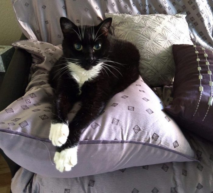 Huey the cat sitting on a purple pillow, her front legs extended towards the camera