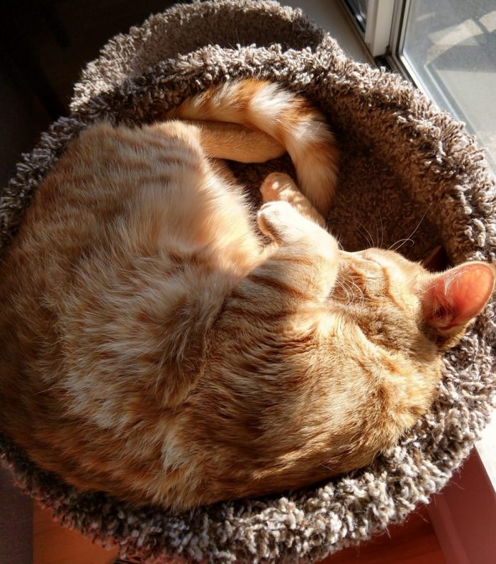 Fritz the cat sleeping in the cat tree. He is curled into a bowl and nearly filling the whole space. The sun is lighting up his orange fur.