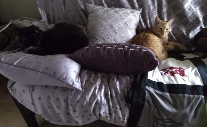 Huey the cat and Fritz the cat lounging on a futon. They are about a foot apart with only a pillow separating them