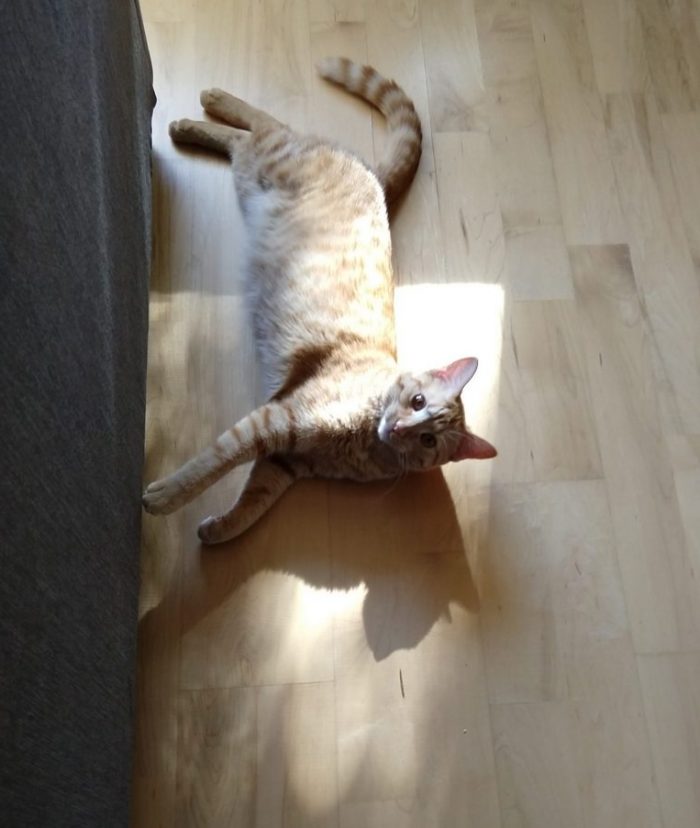 Fritz the cat lying on his side in a patch of sun on the floor. Possibly causing mayhem by clawing the bottom of the couch