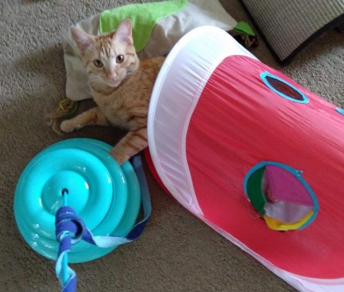 Fritz the cat, his bottom half hidden away in a play tube, lounging among several toys