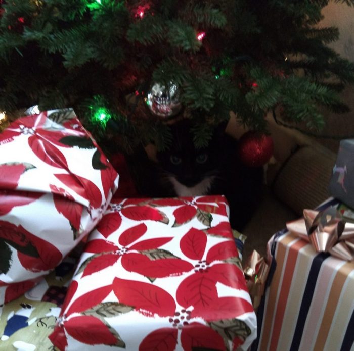 Huey the cat lurking underneath the Christmas tree. She is behind a barricade of gifts and has an intense look on her face