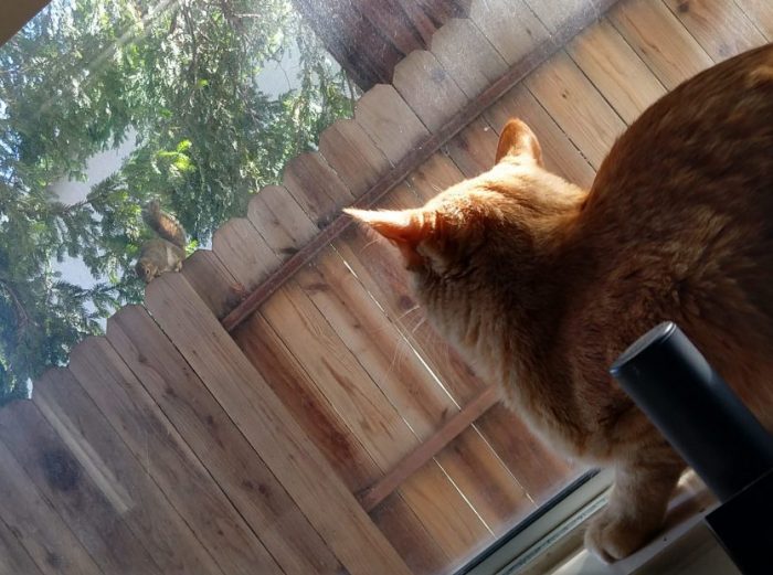 Fritz the cat in the windowsill of my office. He's in a defensive crouch, and facing a squirrel that's on the fence outside