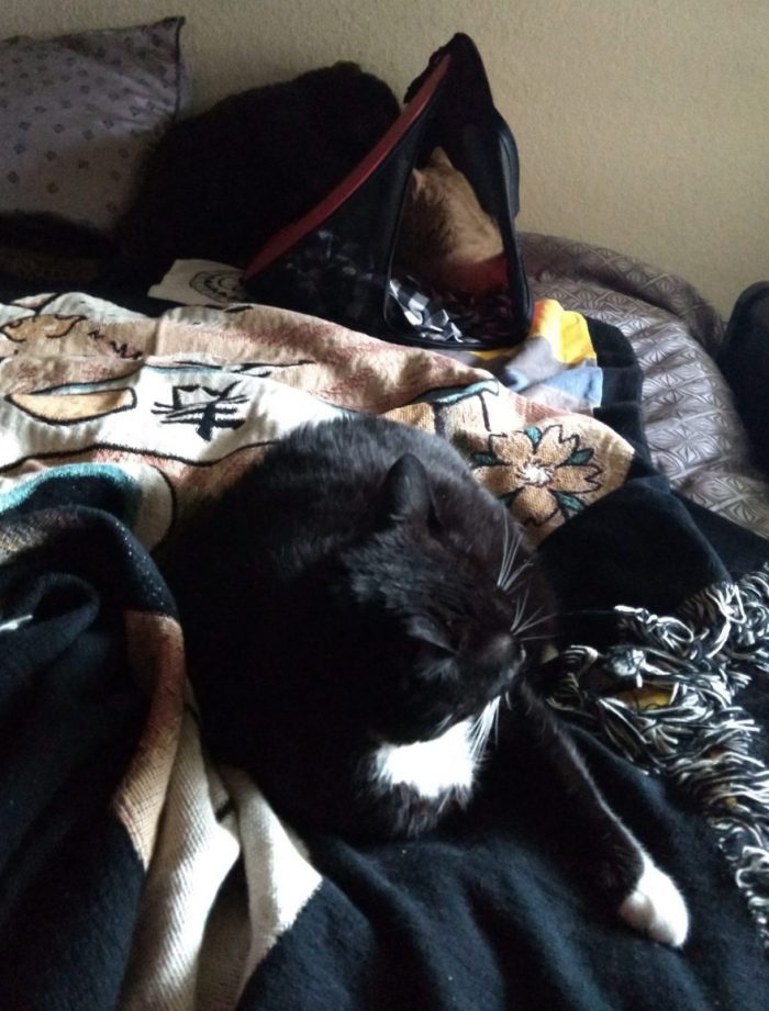 huey the cat on a pile of blankets on a futon, Fritz the cat is lounging in his carrier about a foot and a half behind her