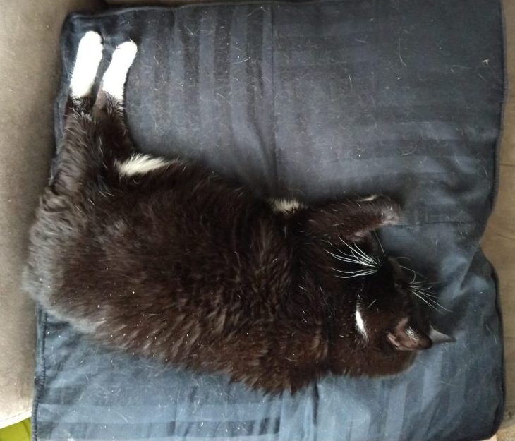 Huey the cat, lying on her side on a black pillow. She has her front paws tucked in and back legs stretched out