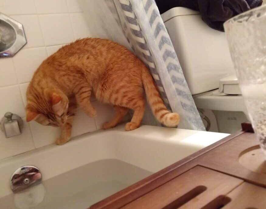 Fritz the cat arranged on the corner edge of the bathtub. He has one paw raised defensively to bop the water