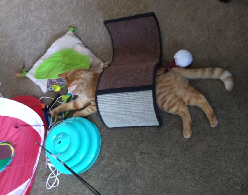 Fritz the cat lounging under the arc of a wavy scratchy thing. He is surrounded by toys.