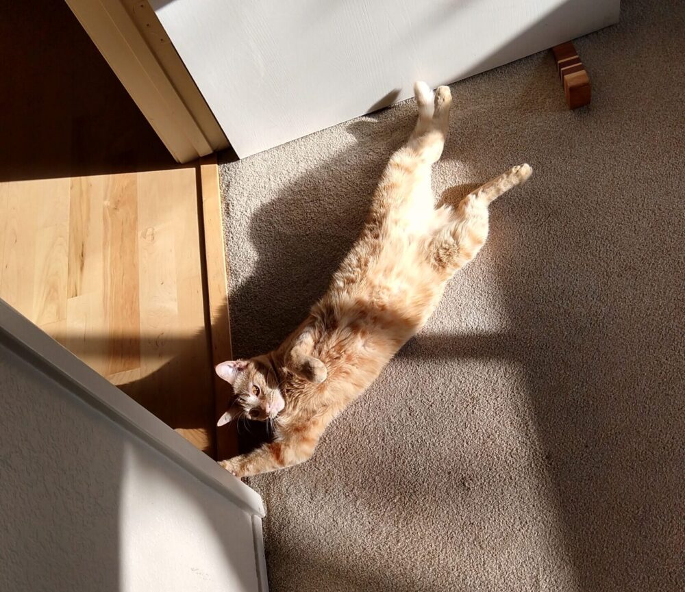 Fritz the cat, stretched out with his belly up to catch the morning sun