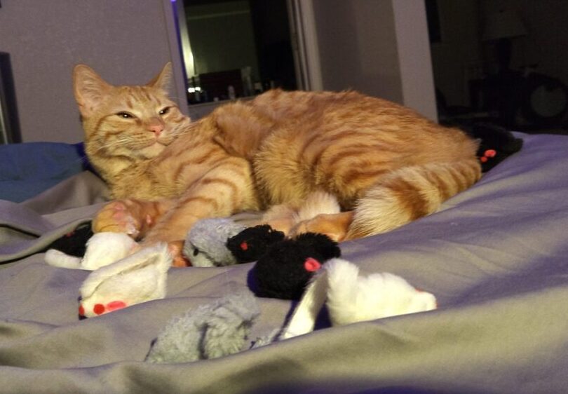 Fritz the cat, lounging in bed, looking smug and surrounded by toy mice