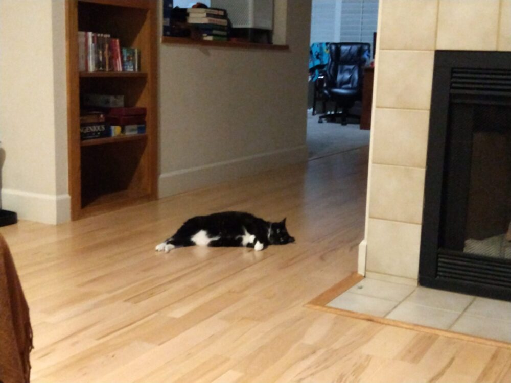 Huey the cat lounging on the hardwood floor