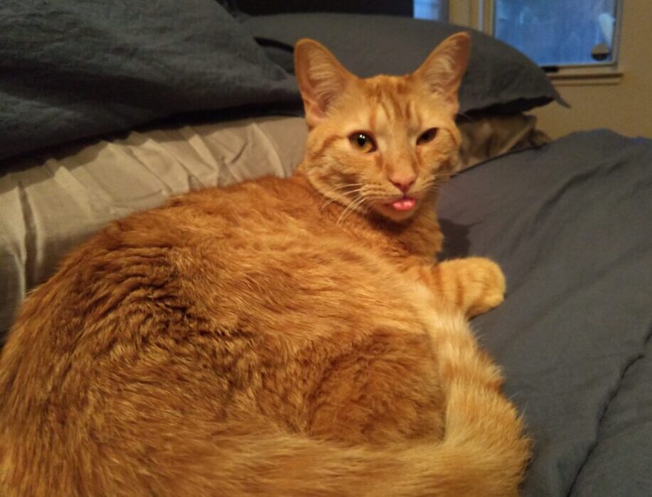 Fritz the cat lounging in bed, casually sticking his tongue partway out