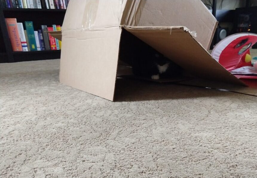Huey the cat sitting under a box that is upsidedown on the floor and parially propped up so the cats can go in and out