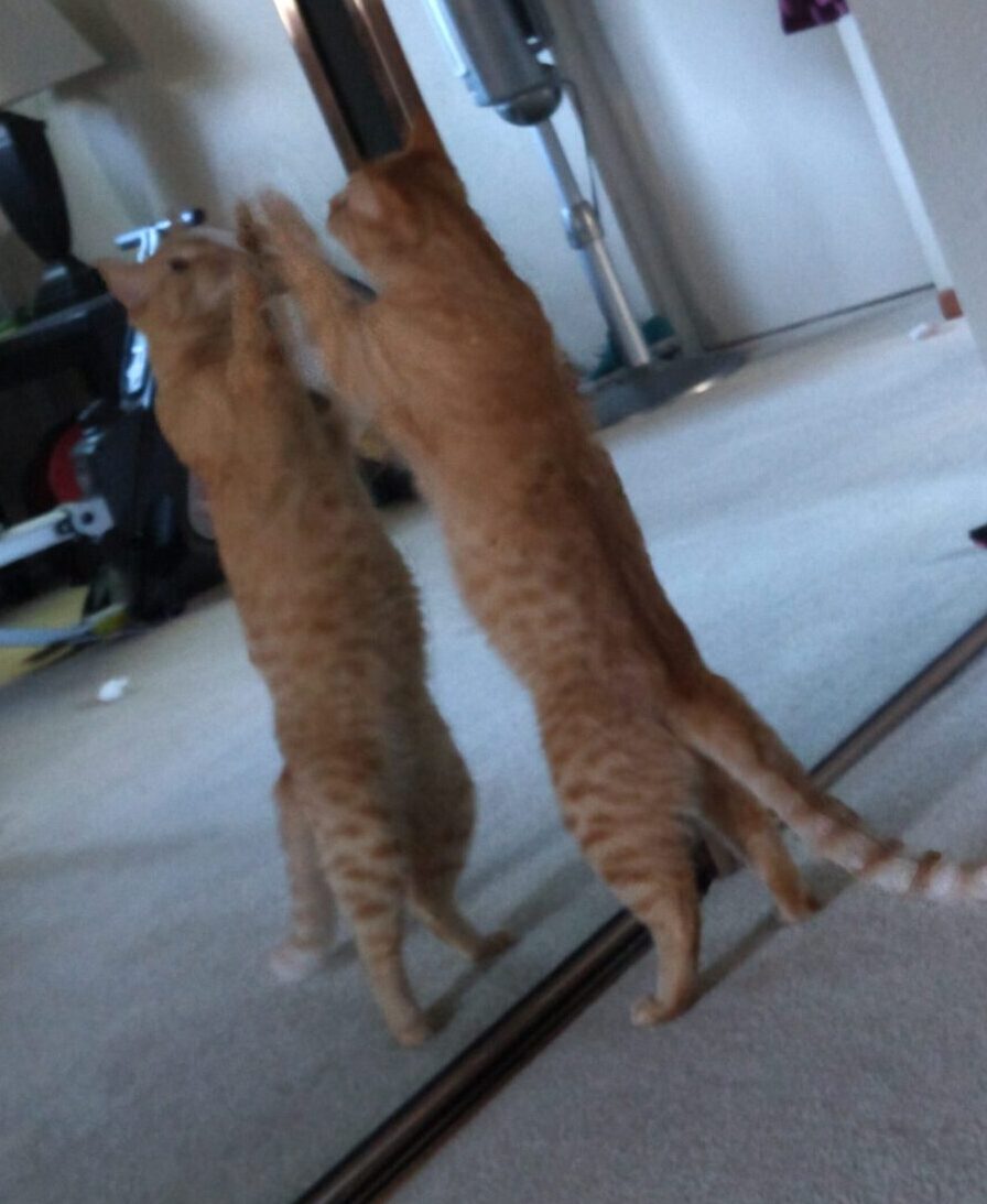 Fritz the cat standing on his hind legs and boxing his reflection in the mirror